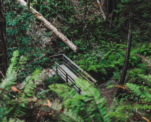 Rainforest Hike Mendocino