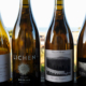 White Pinot Noir