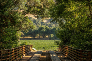 bridge anderson valley vines