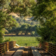 bridge anderson valley vines