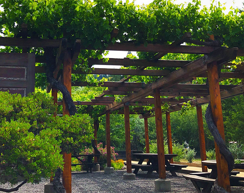 vines anderson valley grapes