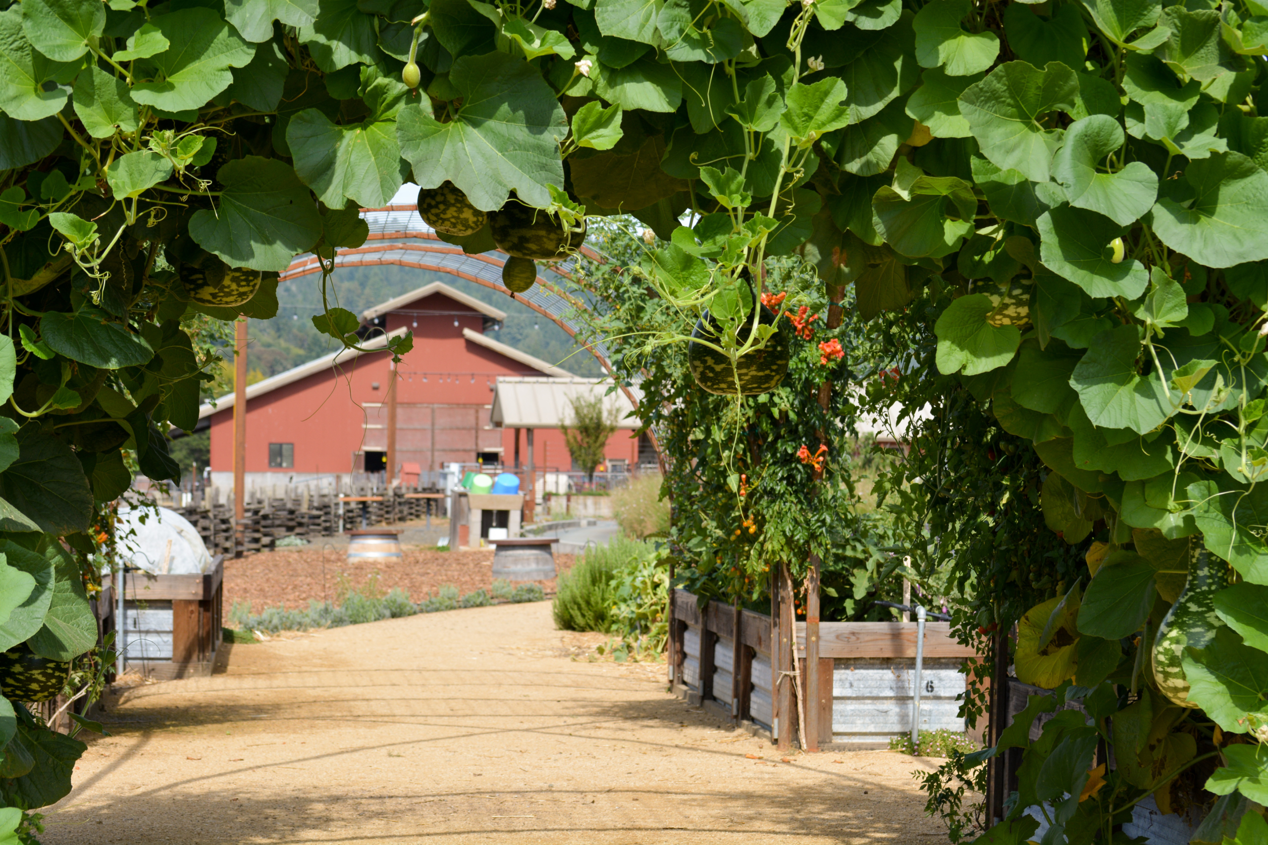 vines-vineyard-green