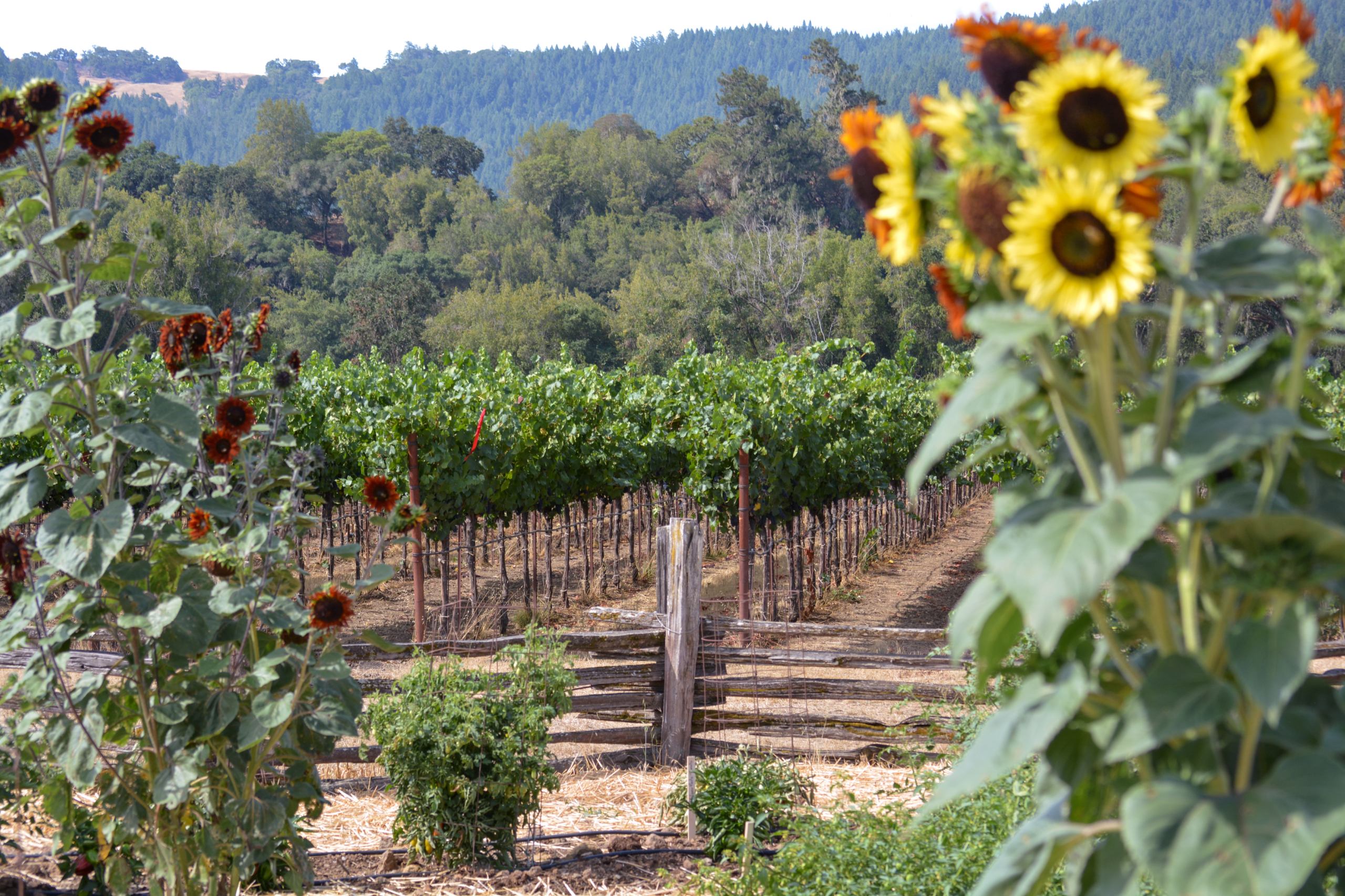 sunflowers-grapes-vines