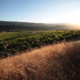 landscape anderson valley wine