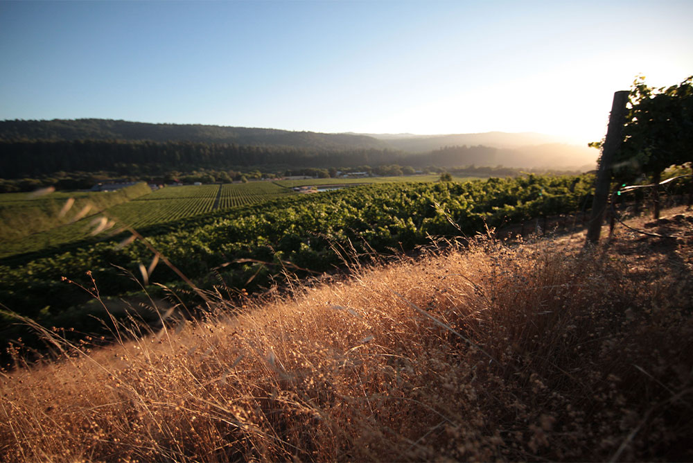 landscape anderson valley wine