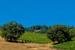 healdsburg sonoma county pinot noir gris