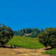 healdsburg sonoma county pinot noir gris
