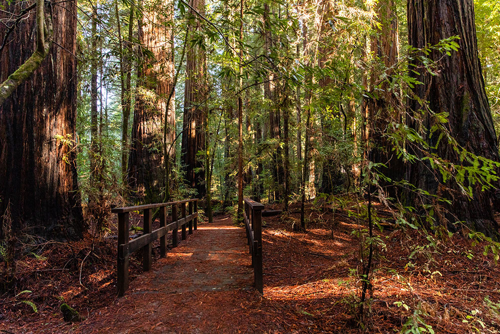 hendy-woods-hiking-trail